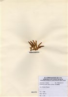 藏品(柏狀麒麟菜)的圖片